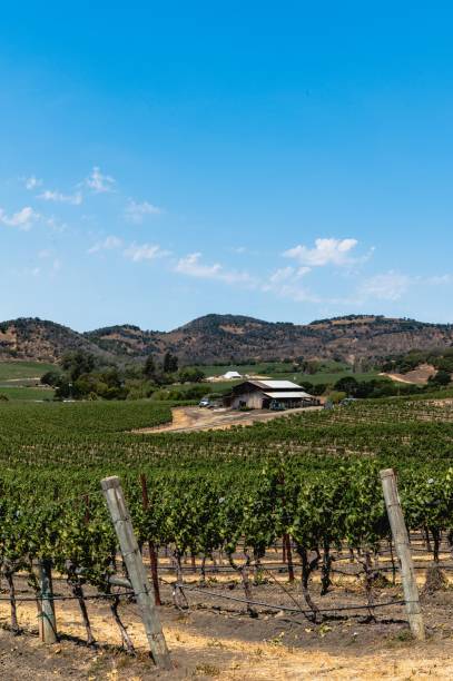 istock Vertical shot of a beautiful vineyard under a clear sky 1447855723