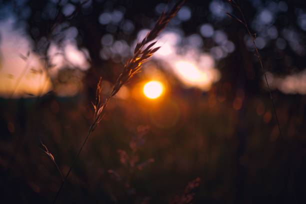istock Closeup view of a wheat spike with a sunset on the horizon 1447856096