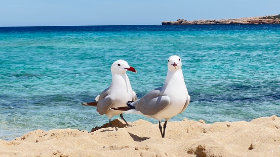 Two cute seagulls perched on the beach on a sunny day