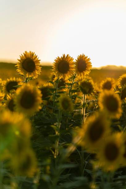 istock Vertical selective shot of beautiful sunflowers blooming under the sun 1447856530