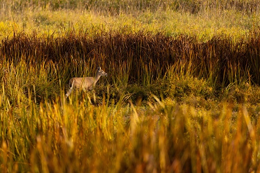 The view of a female Marsh deer walking between the wild tall grass