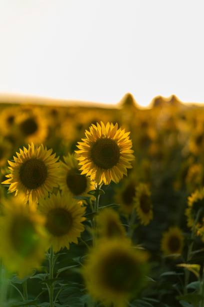 istock Vertical selective shot of beautiful sunflowers blooming under the sun 1447856597