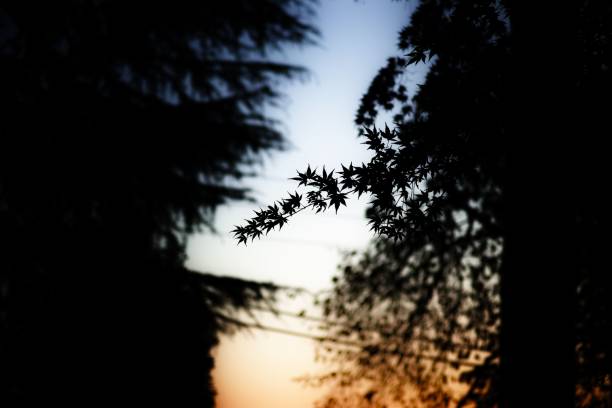 A closeup shot of tree branches at sunset