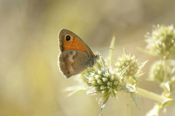 istock Closeup on a small Heath butterfly, Coenonympha pamphilus 1447857415