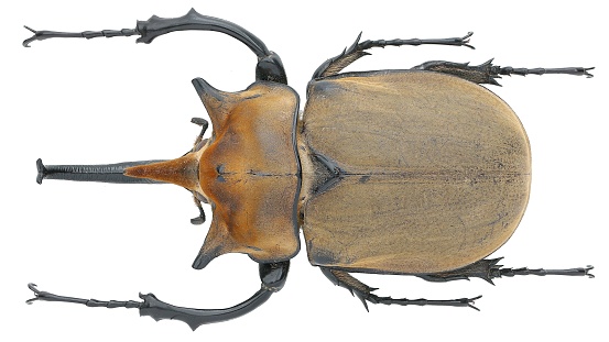 Insect specimen of a rhinoceros beetle: Megasoma elephas (Fabricius, 1775)