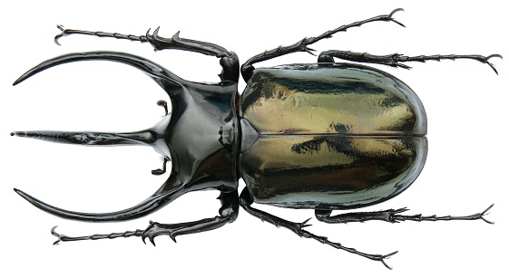 Insect specimen of a rhinoceros beetles: Chalcosoma caucasus (Fabricius, 1801)