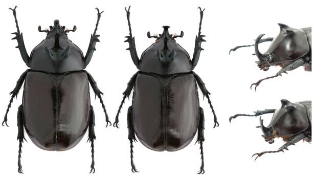 istock Insect specimen of a rhinoceros beetles: Eupatorus endoi Nagai, 1999 1447858740