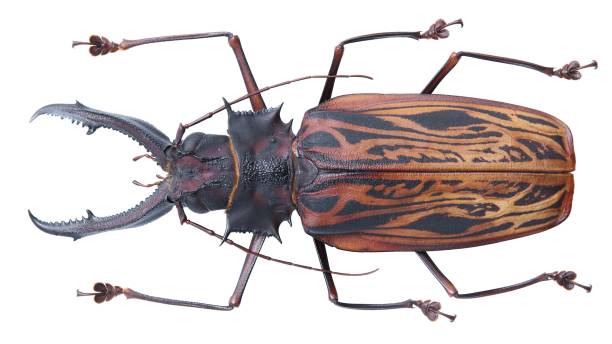 istock Long-horned beetles specimen: Macrodontia cervicornis (Linnaeus, 1758) 1447858788