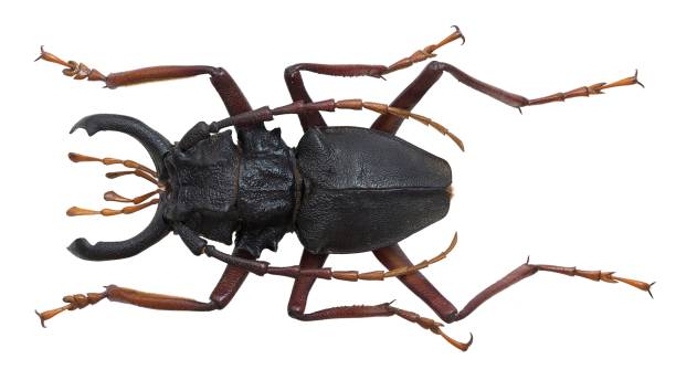 Long-horned beetles specimen: Prionacalus cacicus (White, 1845)