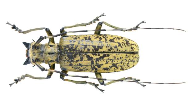 istock Long-horned beetles specimen: Pseudomeges marmoratus Westwood, 1848 1447858807