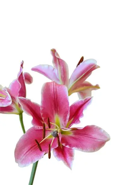 Photo of Bloom of pink Oriental Lily flowers, isolated on white background, clipping path