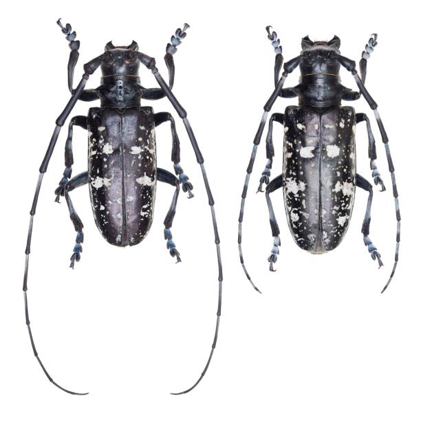istock Long-horned beetles specimen: Anoplophora glabripennis (Motschulsky, 1853) 1447858893