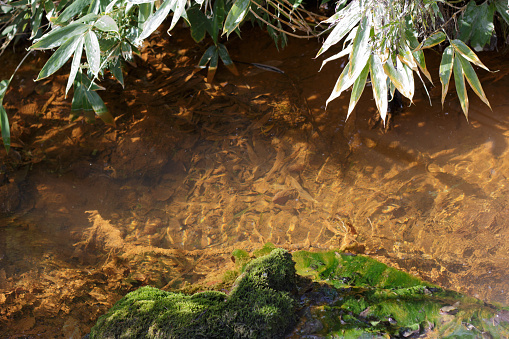 A mineral-rich warm hot spring stream in summer
