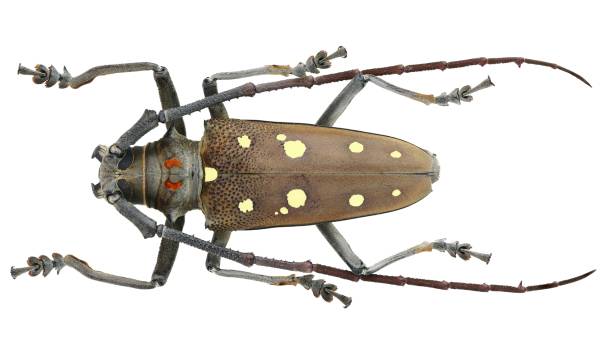 istock Long-horned beetles specimen: Batocera rubus (Linnaeus, 1758) 1447858986