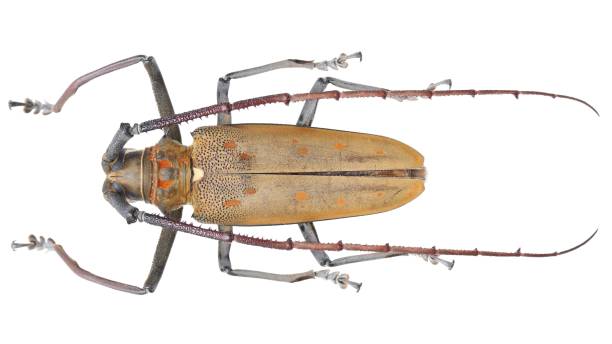 Long-horned beetles specimen: Batocera numitor Newman, 1842
