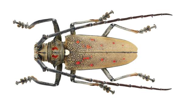 istock Long-horned beetles specimen: Batocera rufomaculata (Degeer, 1775) 1447858990