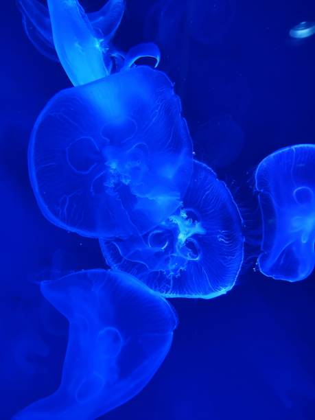 istock Jellyfish in the aquarium 1447859206