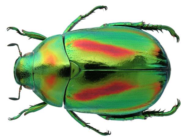istock Insect specimen: Mimela horsfieldi Hope, 1836 1447859301