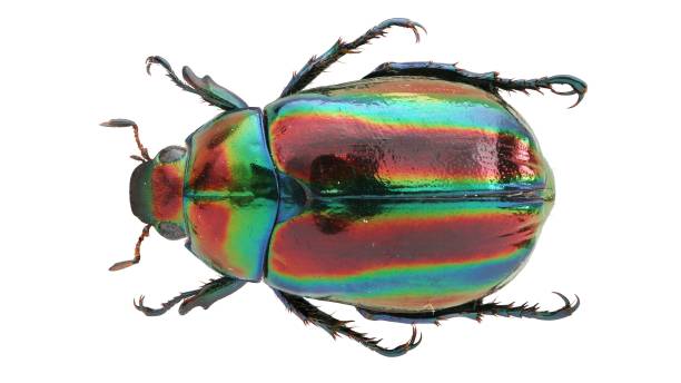 istock Insect specimen: Mimela ohausi Arrow, 1908 1447859309