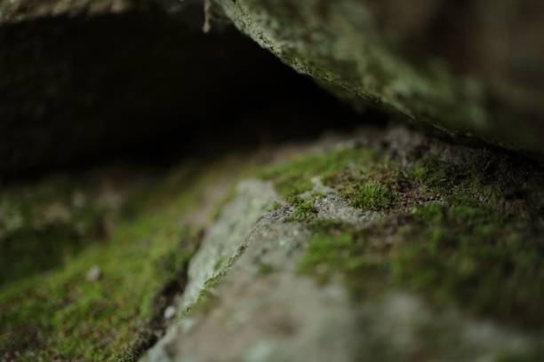 istock Closeup of rough stones covered with green moss 1447859328