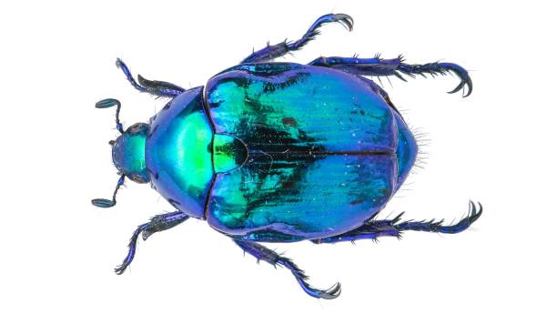 Insect specimen: Callistopopillia davidis Fairmaire, 1876