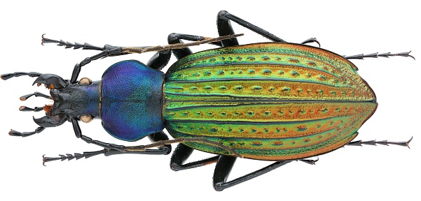 Macro photo of Beautiful ground beetles collection.