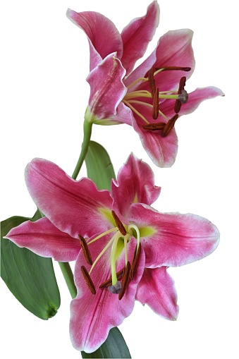 Oriental lilies have been cultivated and hybridized by horticulturists over 3000 years, with often large and fragrant outward facing flowers.