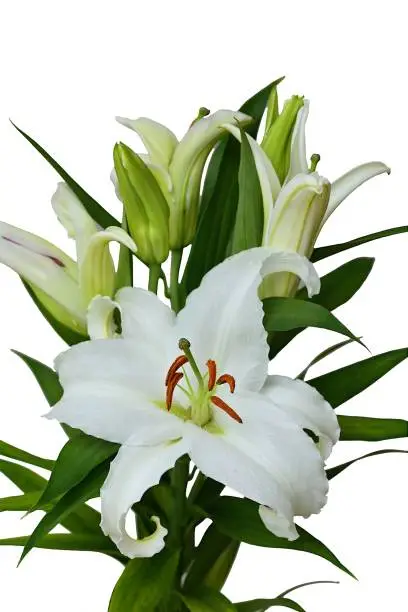 Photo of Bloom of white Oriental Lily flowers, isolated on white background, clipping path