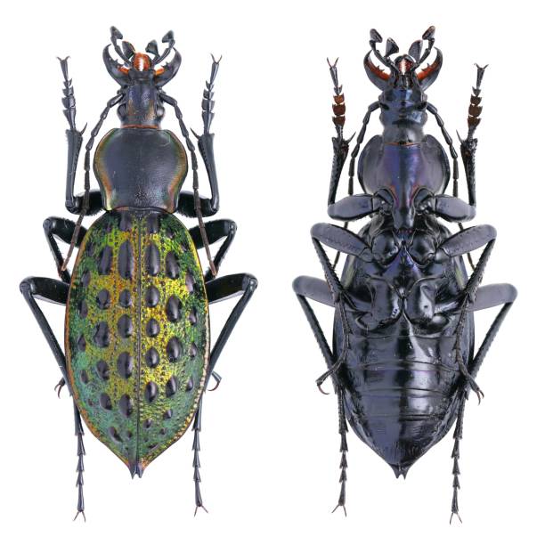 istock Insect specimen collection: Carabus (Coptolabrus) augustus ignigena Hauser, 1914 1447859593