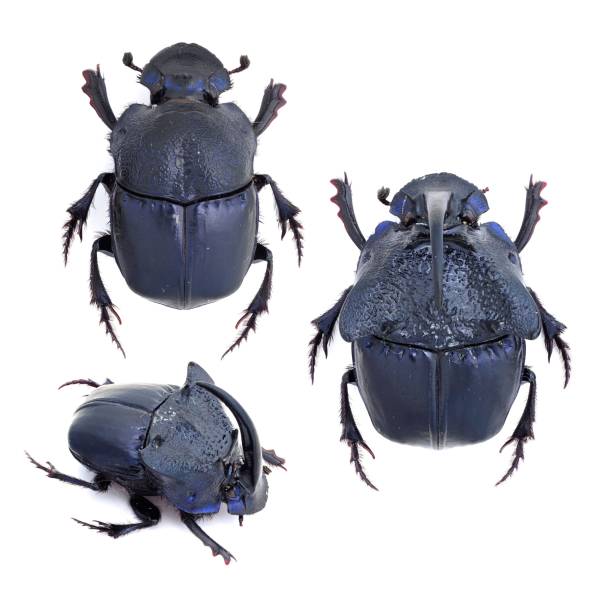 istock Insect specimen of  dung beetle: Phanaeus quadridens 1447859641