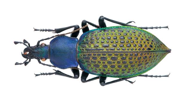 istock Insect specimen collection: Carabus (Coptolabrus) formosus Semenov, 1887 1447859783