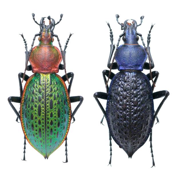 istock Insect specimen collection: Carabus (Coptolabrus) lafossei Feisthamel, 1845 1447859789