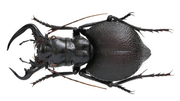 istock Insect specimen collection: Manticora latipennis Waterhouse, 1837 1447859796