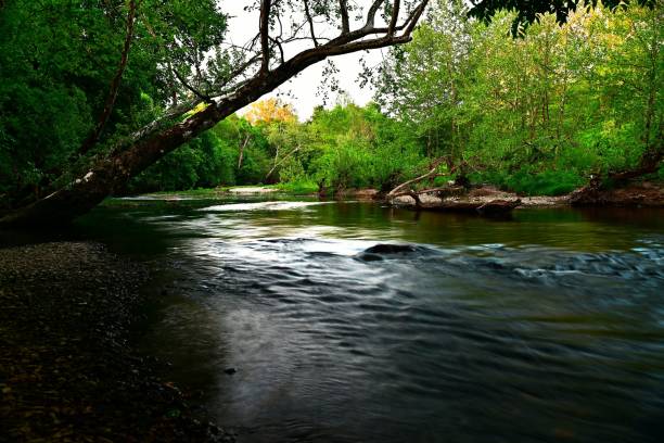 istock Aerial view of flowing river surrounded by growing trees 1447859917