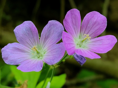 A closeup of blooming purple Geranium flowers isolated in green nature backgorund