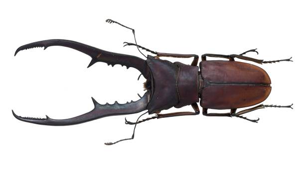 istock Insect collection of a stag beetle specimen. Cyclommatus metallifer (Boisduval, 1835) 1447860077