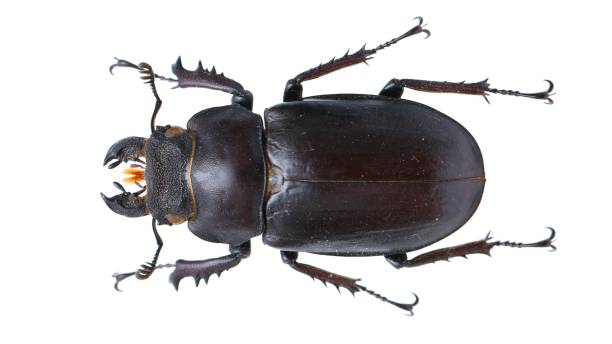 istock Lucanus thibetanus. Insect collection of a stag beetle specimen 1447860121