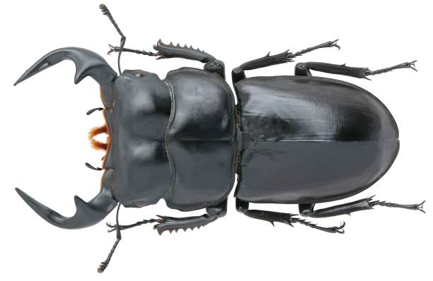 istock Insect collection of a stag beetle specimen. Dorcus antaeus Hope, 1842 1447860130