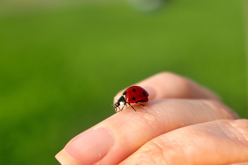 A selective  focus closeup view of a ladybug on the hand of a caucasian woman