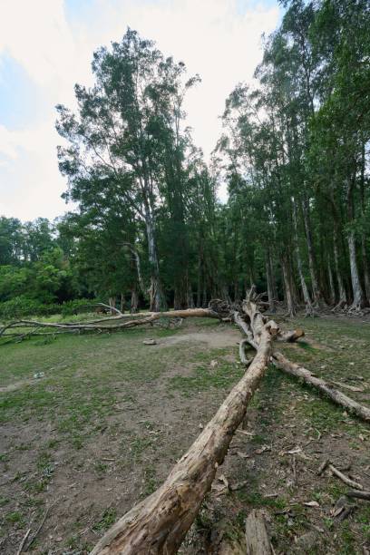 istock Vertical shot of a fallen tree bark and tall trees of a forest. 1447860502