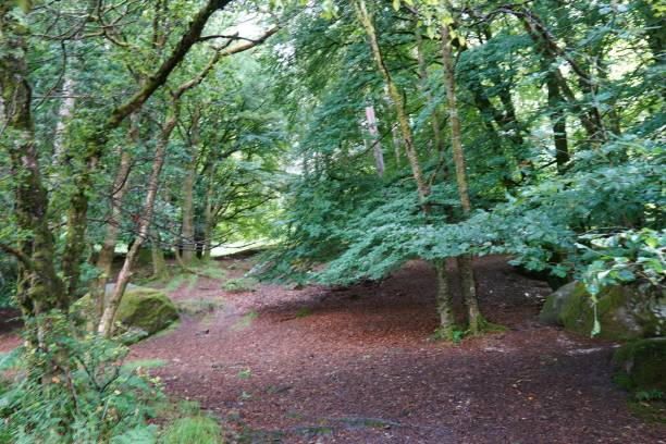 istock Beautiful shot of a path in a green forest during daytime 1447860507