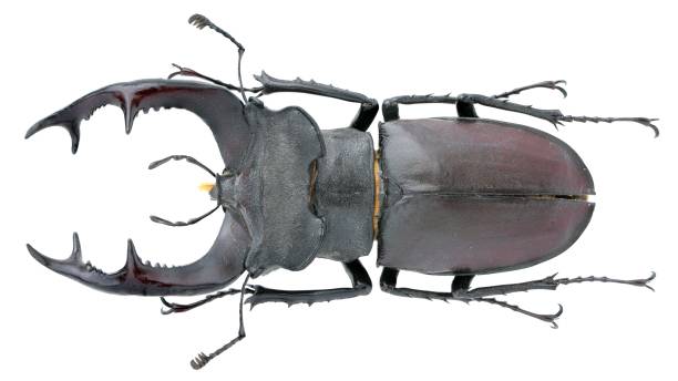 istock Insect collection of a stag beetle specimen. Lucanus cervus (Linnaeus, 1758) 1447861035