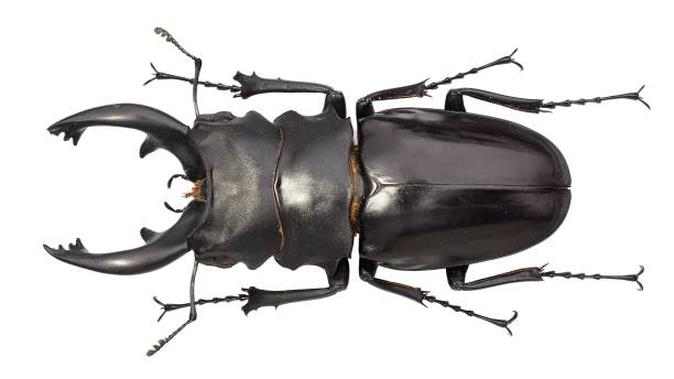 istock Insect collection of a stag beetle specimen. Odontolabis alces (Fabricius, 1775) 1447861110