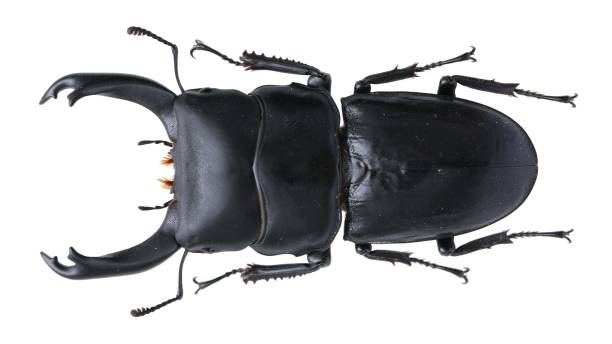 istock Insect collection of a stag beetle specimen. Dorcus hirticornis (Jackowlew, 1897) 1447861139