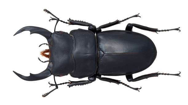 istock Insect collection of a stag beetle specimen. Dorcus schenklingi 1447861142