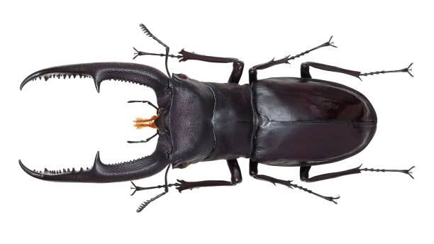 istock Insect collection of a stag beetle specimen. Hexarthrius mandibularis (Mizunuma, 1994) 1447861169