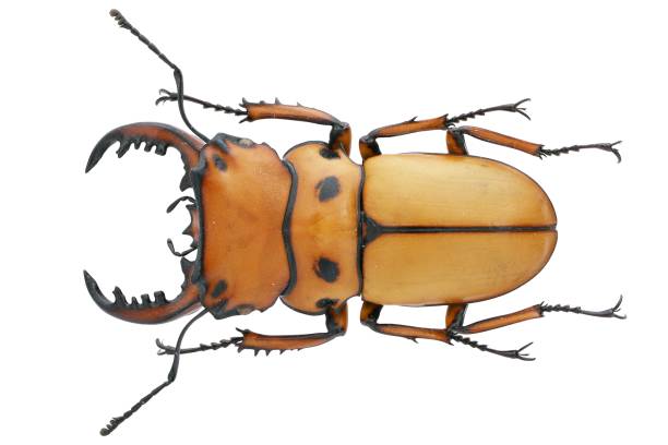 istock Insect collection of a stag beetle specimen. Homoderus mellyi 1447861190