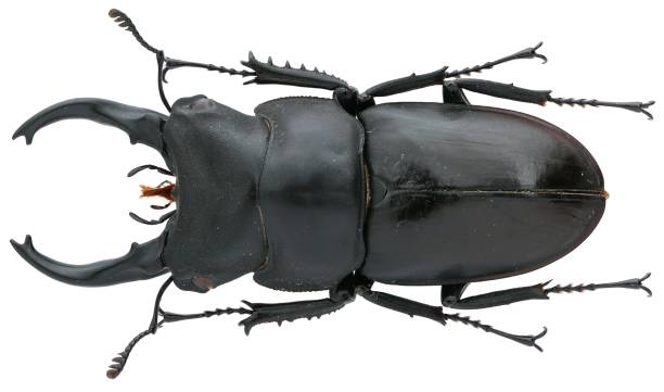 istock Insect collection of a stag beetle specimen. Kirchnerius spencei (Hope, 1840) 1447861196