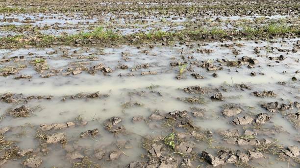 istock agricultural land that has not been planted with rice 1447861230