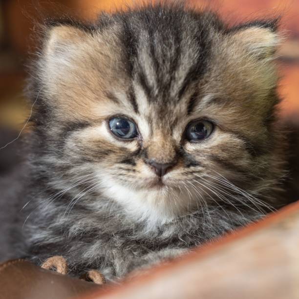 istock Closeup shot of a kitten 1447861329